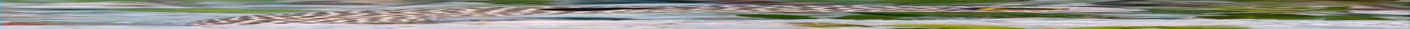 long_eel