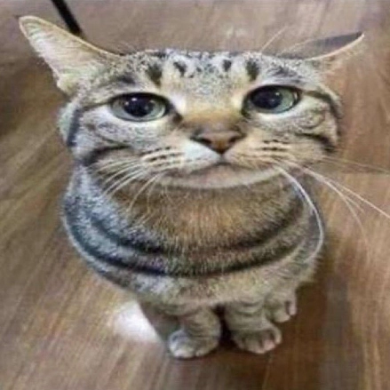 stretched image of a cat