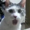 cat_shocked