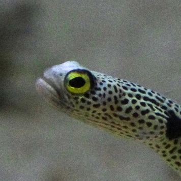 eel_displeased