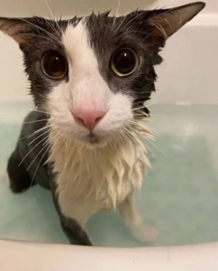 soggy_cat